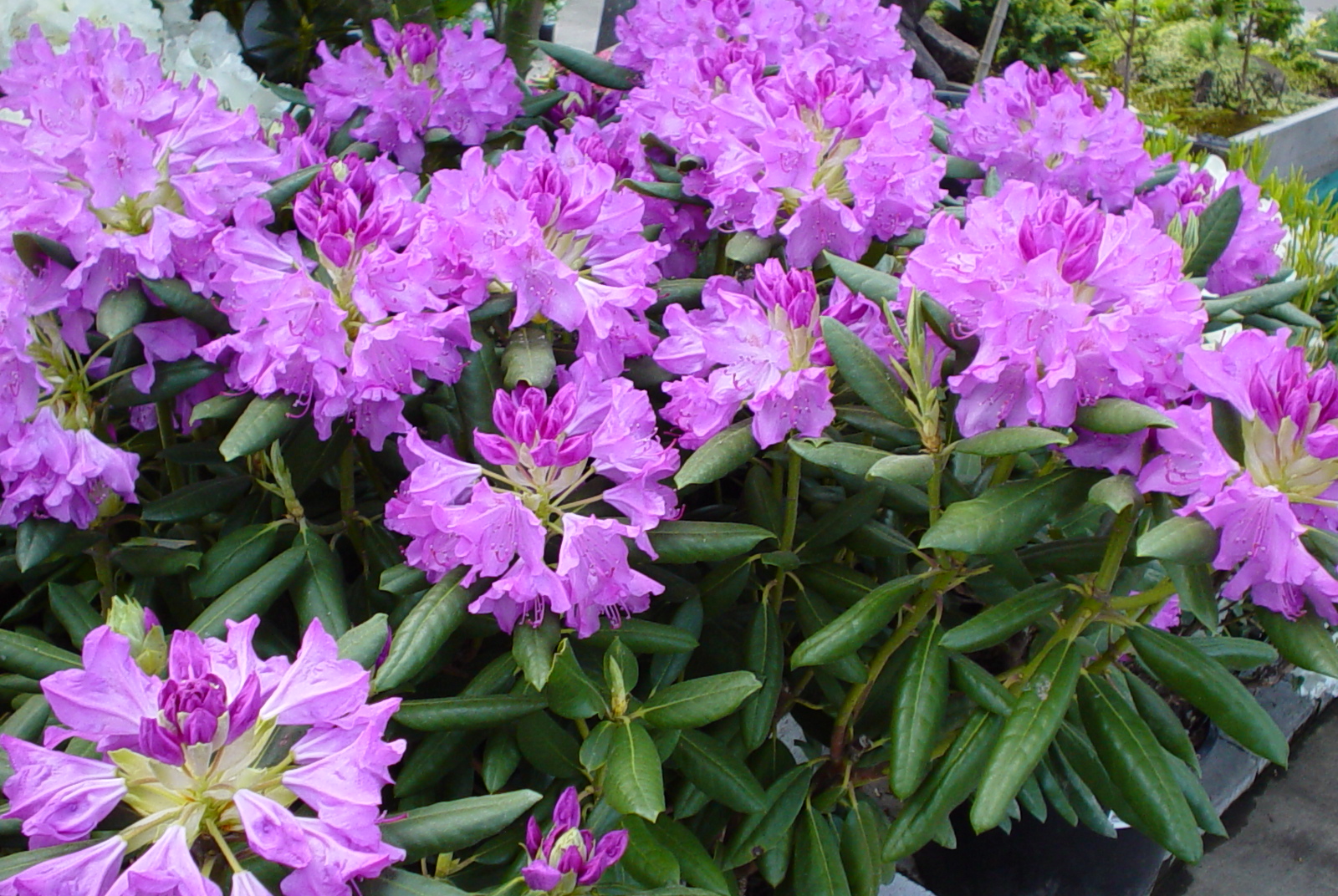 Rhododendron species - Rhododendron | PlantMaster