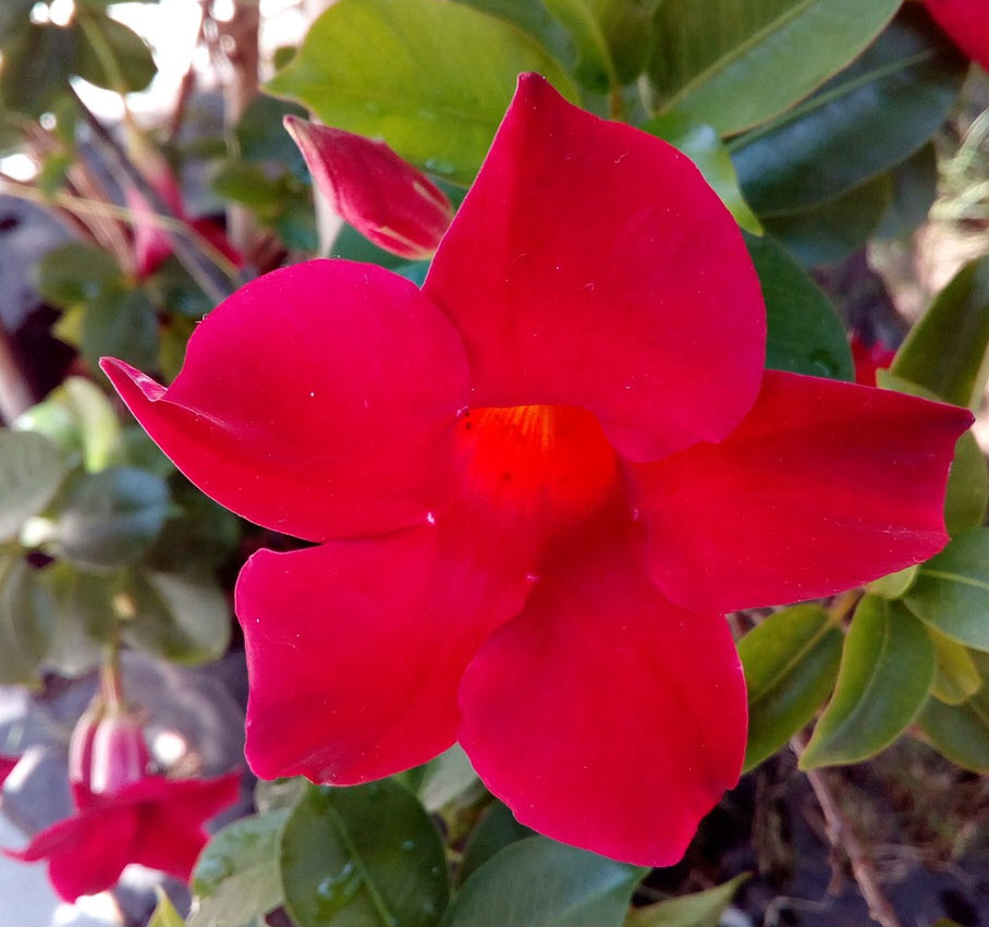 Dipladenia 'Rio Red' - Rio Red Diplodenia | PlantMaster
