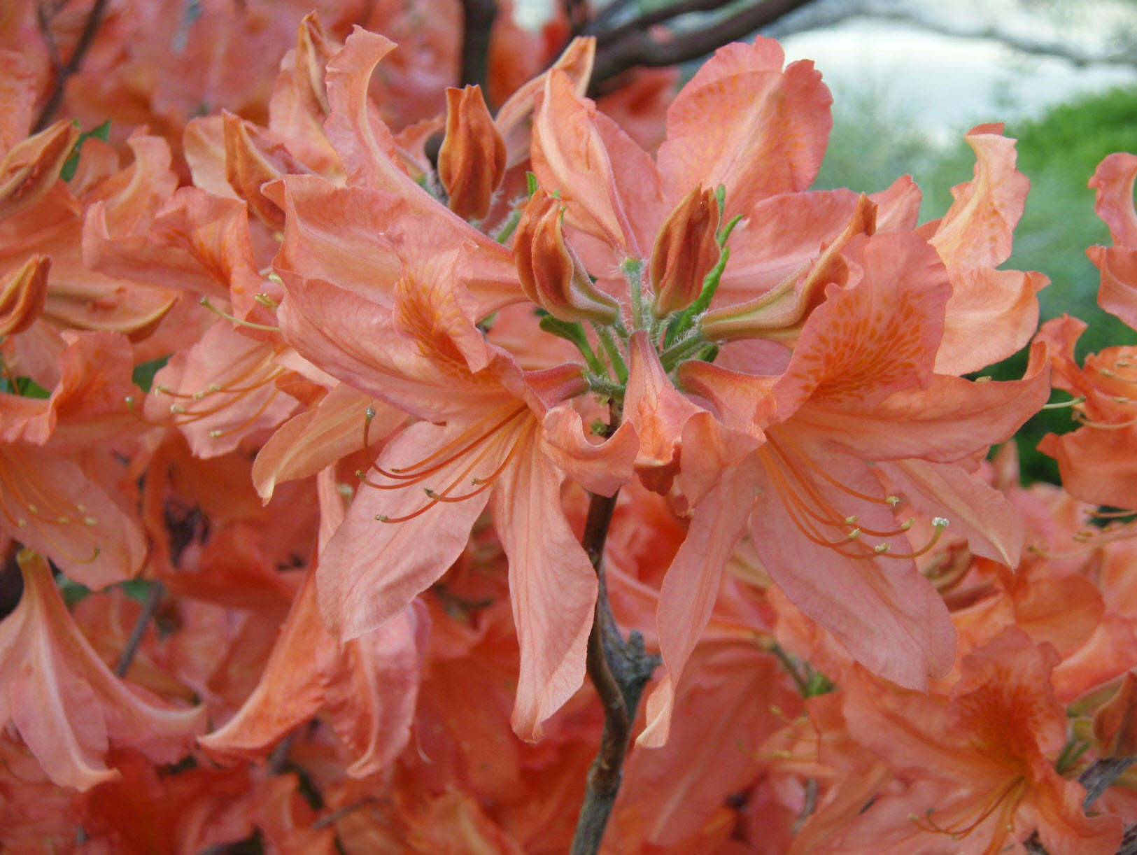 Rhododendron japonicum - Azalea | PlantMaster