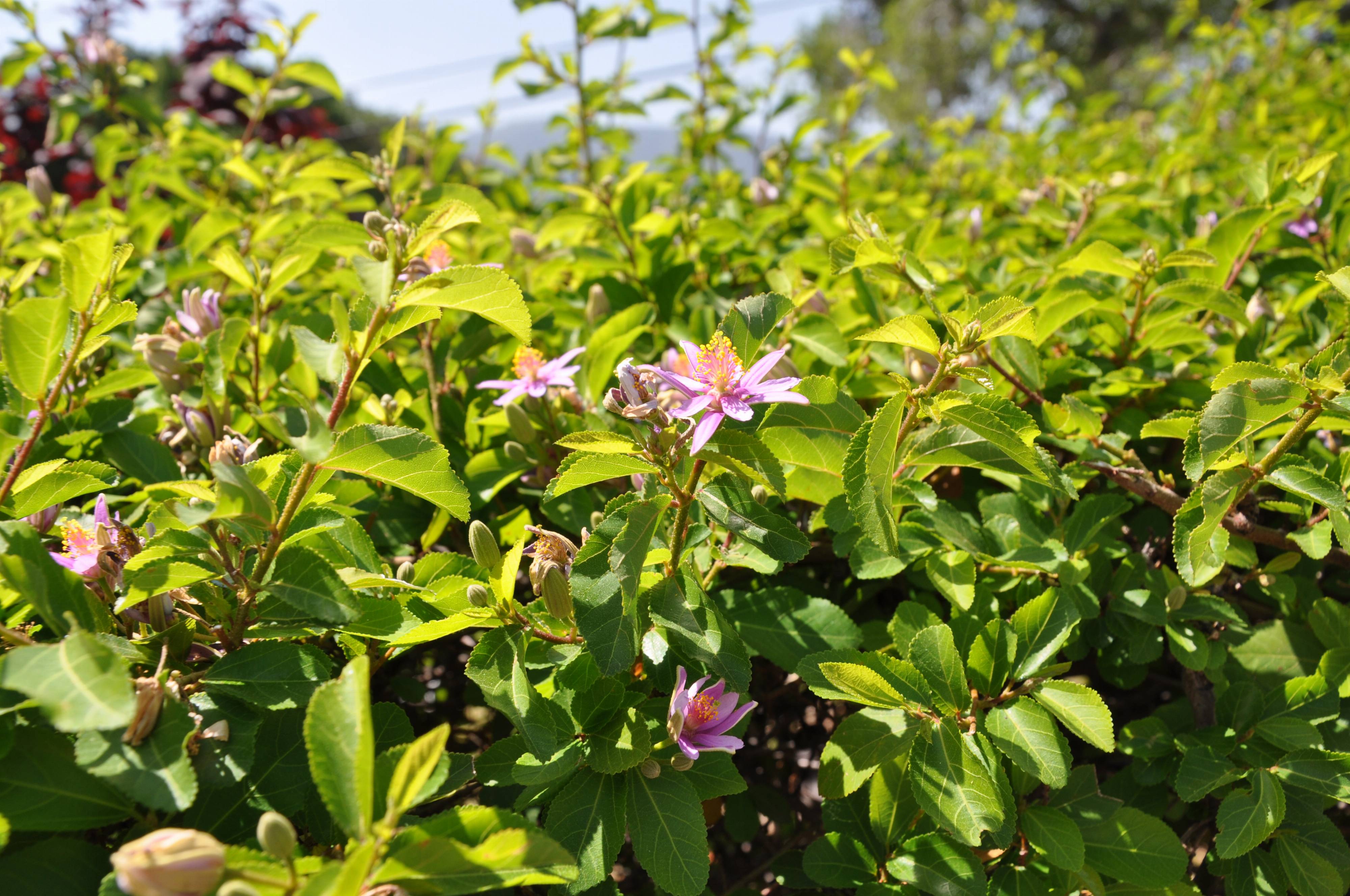 Grewia occidentalis - Lavender Starflower | PlantMaster