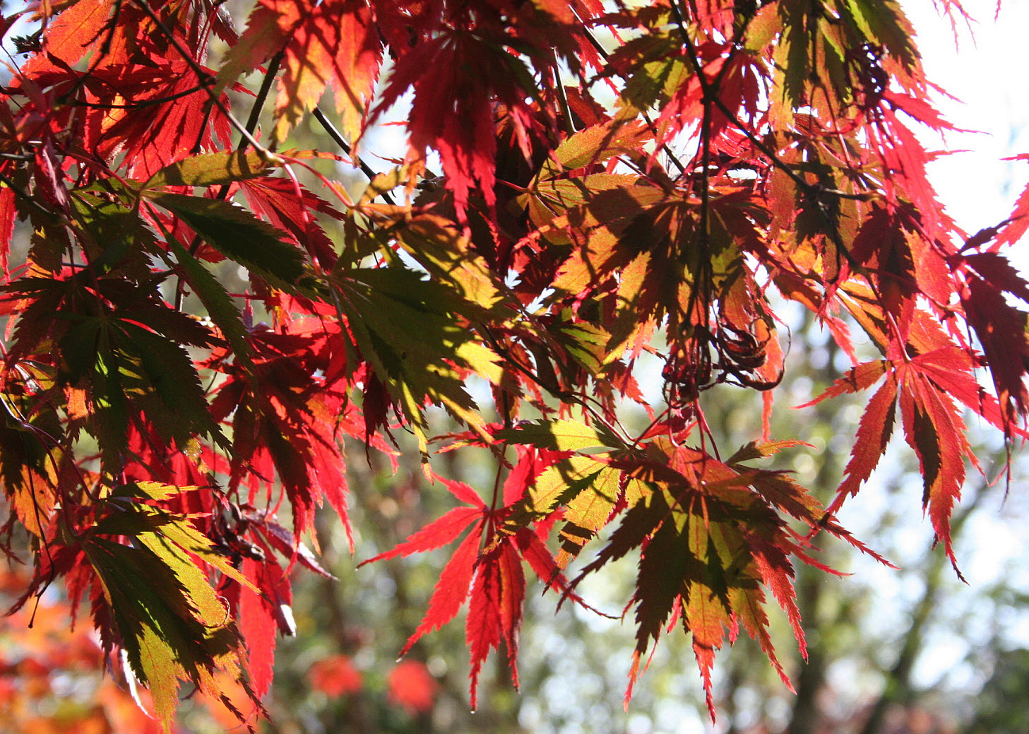 Acer palmatum 'Burgundy Lace' - Burgundy Lace Japanese Maple