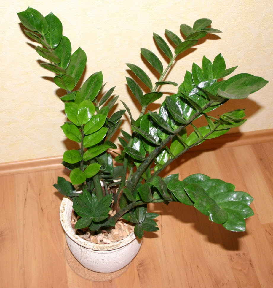 image.title The Unkillable ZZ Plant: A Guide