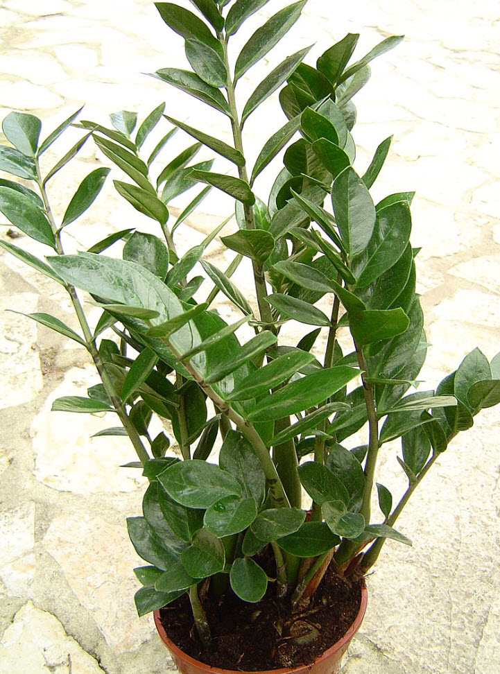 Zamioculcas zamiifolia - Zee Zee Plant | PlantMaster