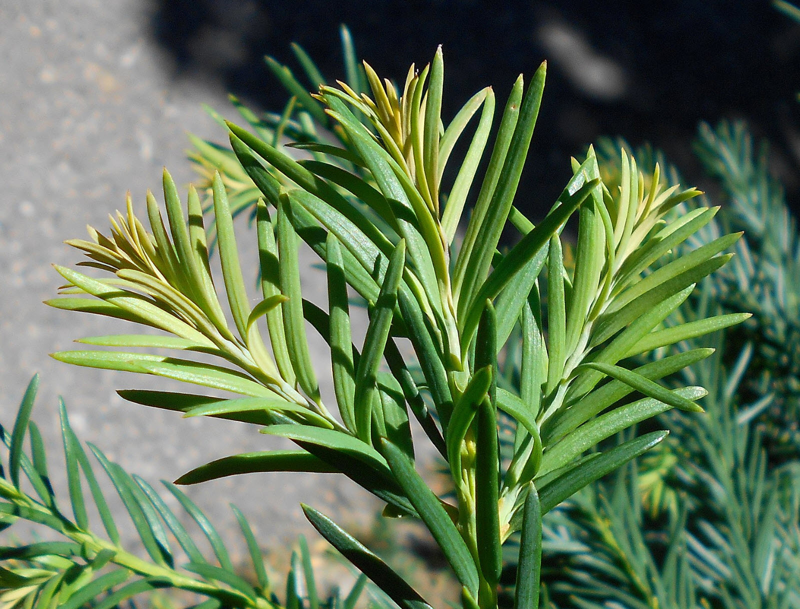 Taxus baccata 'Repandens' - Spreading English Yew | PlantMaster