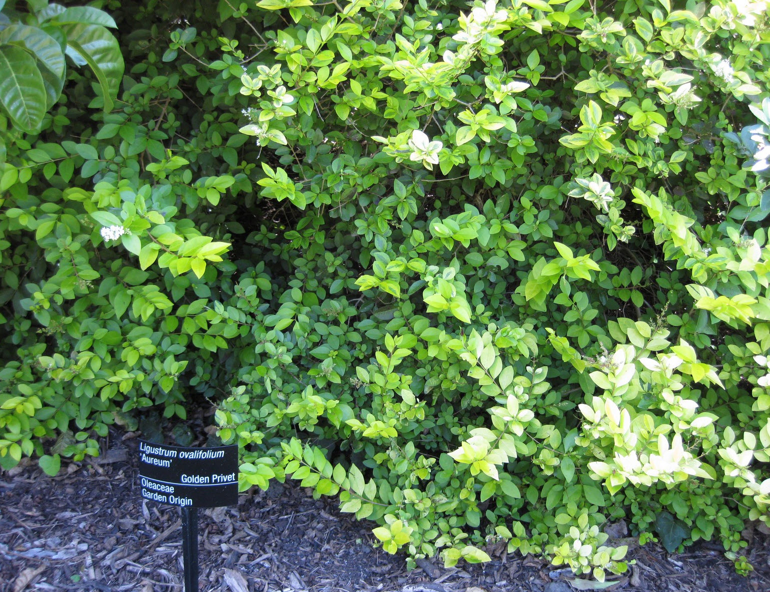 Ligustrum ovalifolium 'Aureum' - Golden Privet | PlantMaster