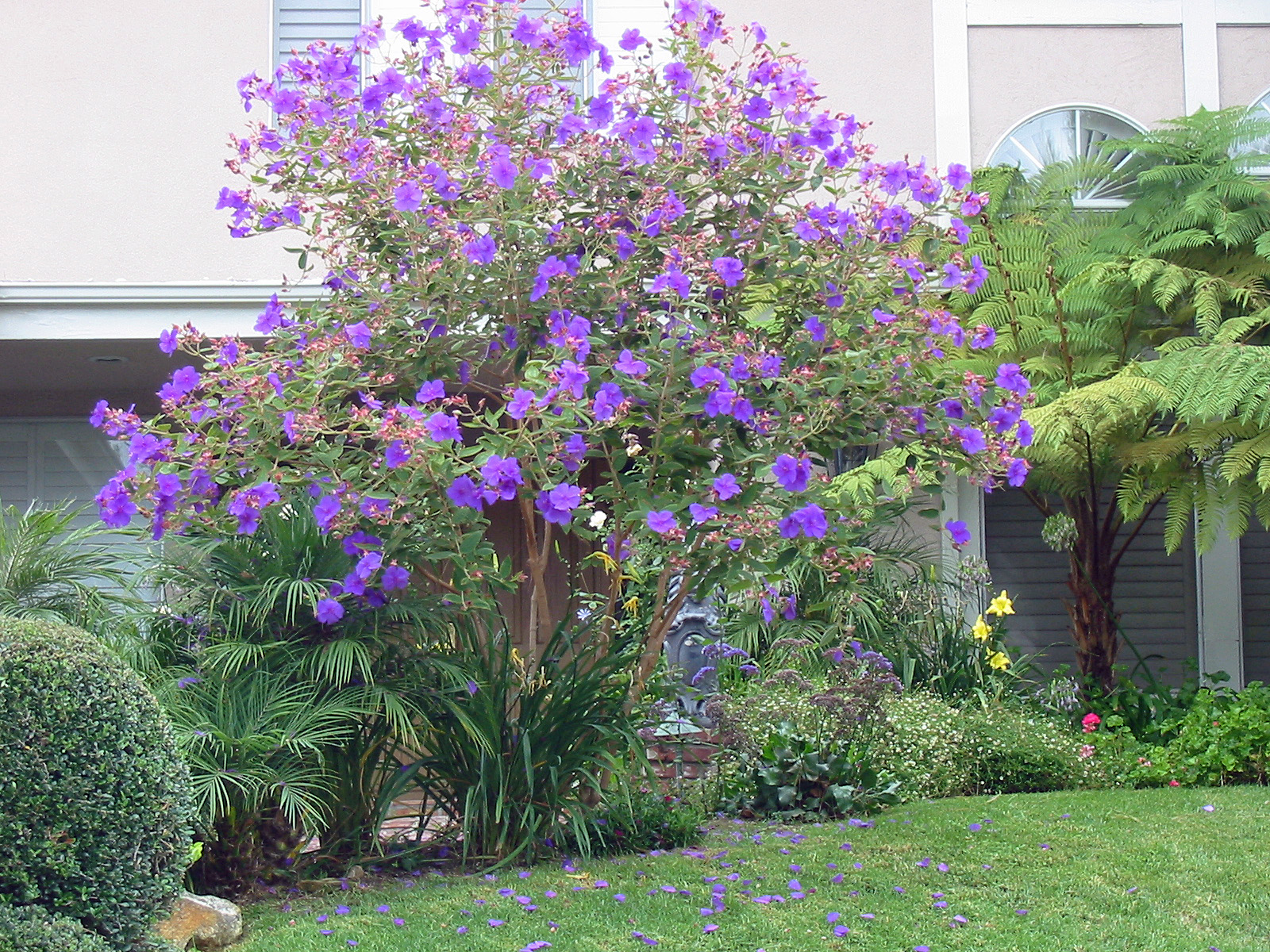 Tibouchina urvilleana - Princess Flower