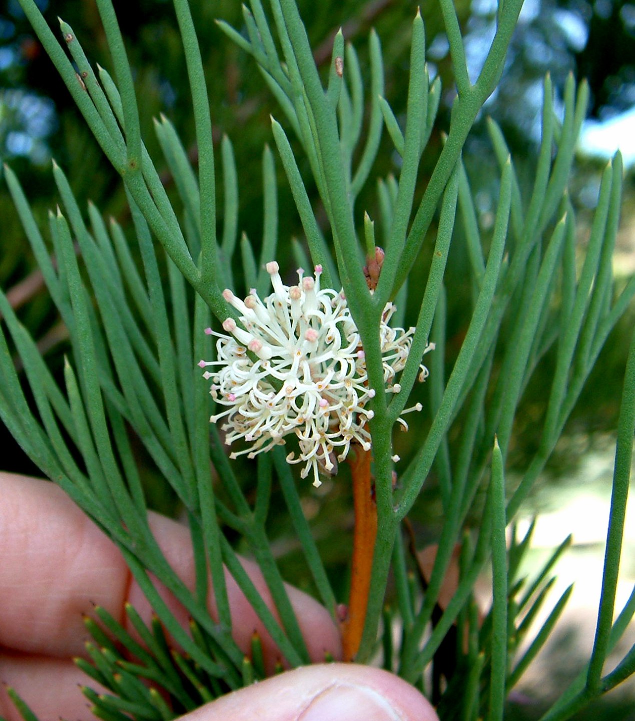 Hakea Cinera