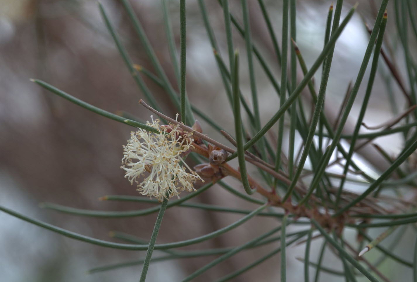 Hakea Scoparia