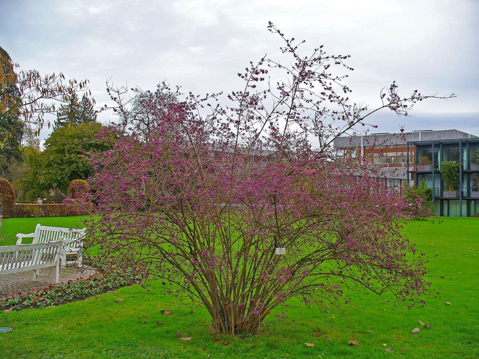 Callicarpa Bodinieri: A Botanical Study