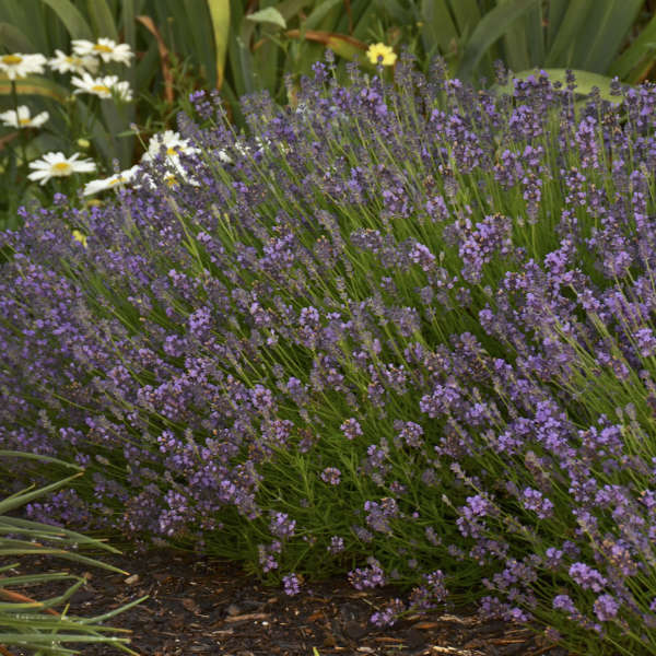 Munstead Lavender, Lavandula angustifolia 'Munstead', Monrovia Plant