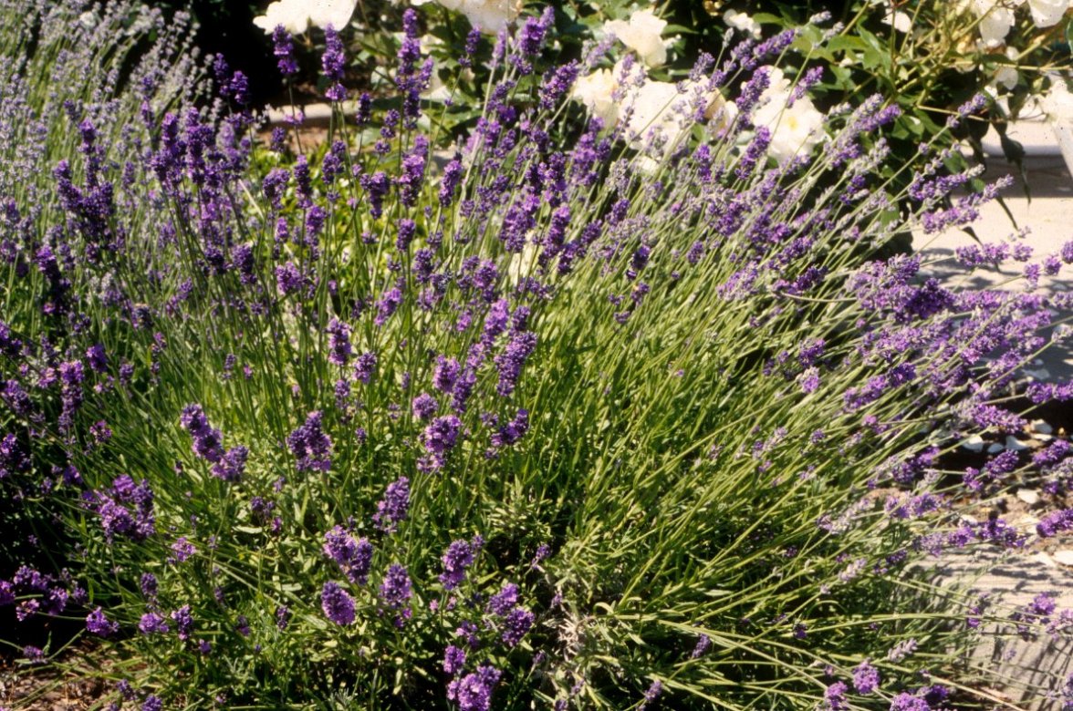 Munstead Lavender, Lavandula angustifolia 'Munstead', Monrovia Plant