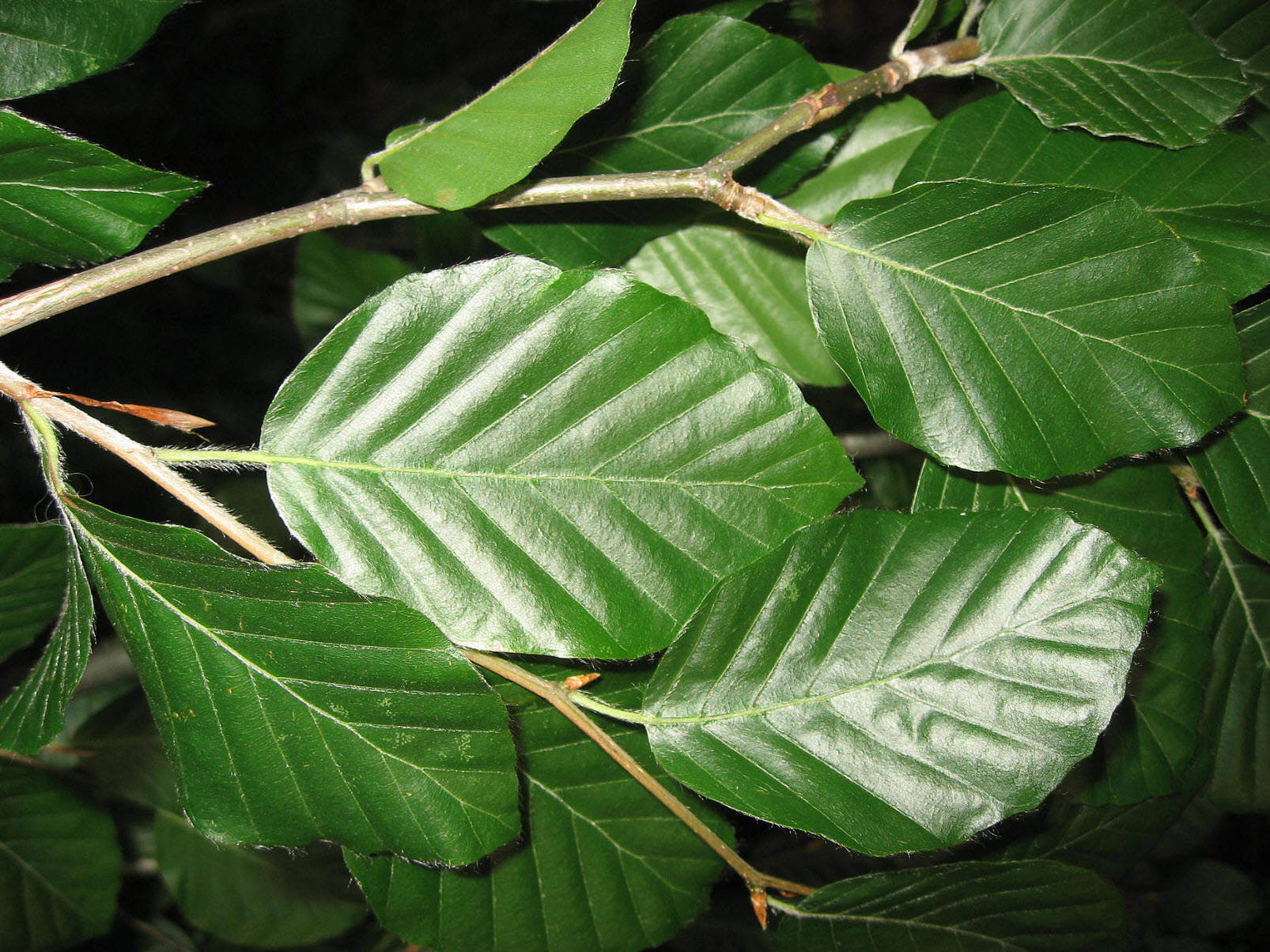 Fagus sylvatica 'Pendula' - Weeping European Beech | PlantMaster