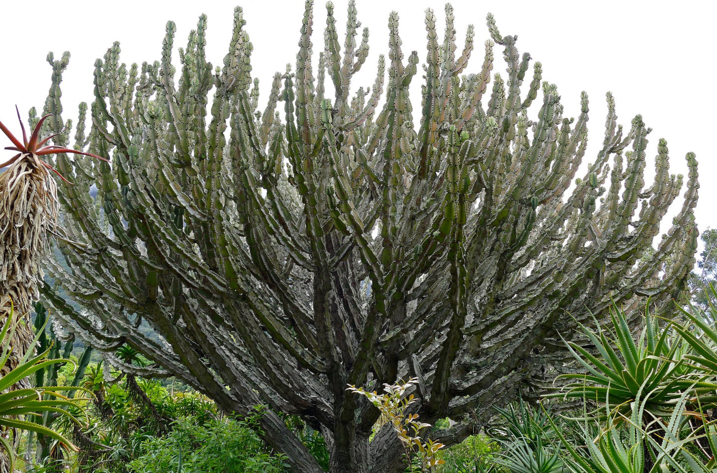 freund plant ohne mich Bucephalandra Filiformis "Rosmarin"
