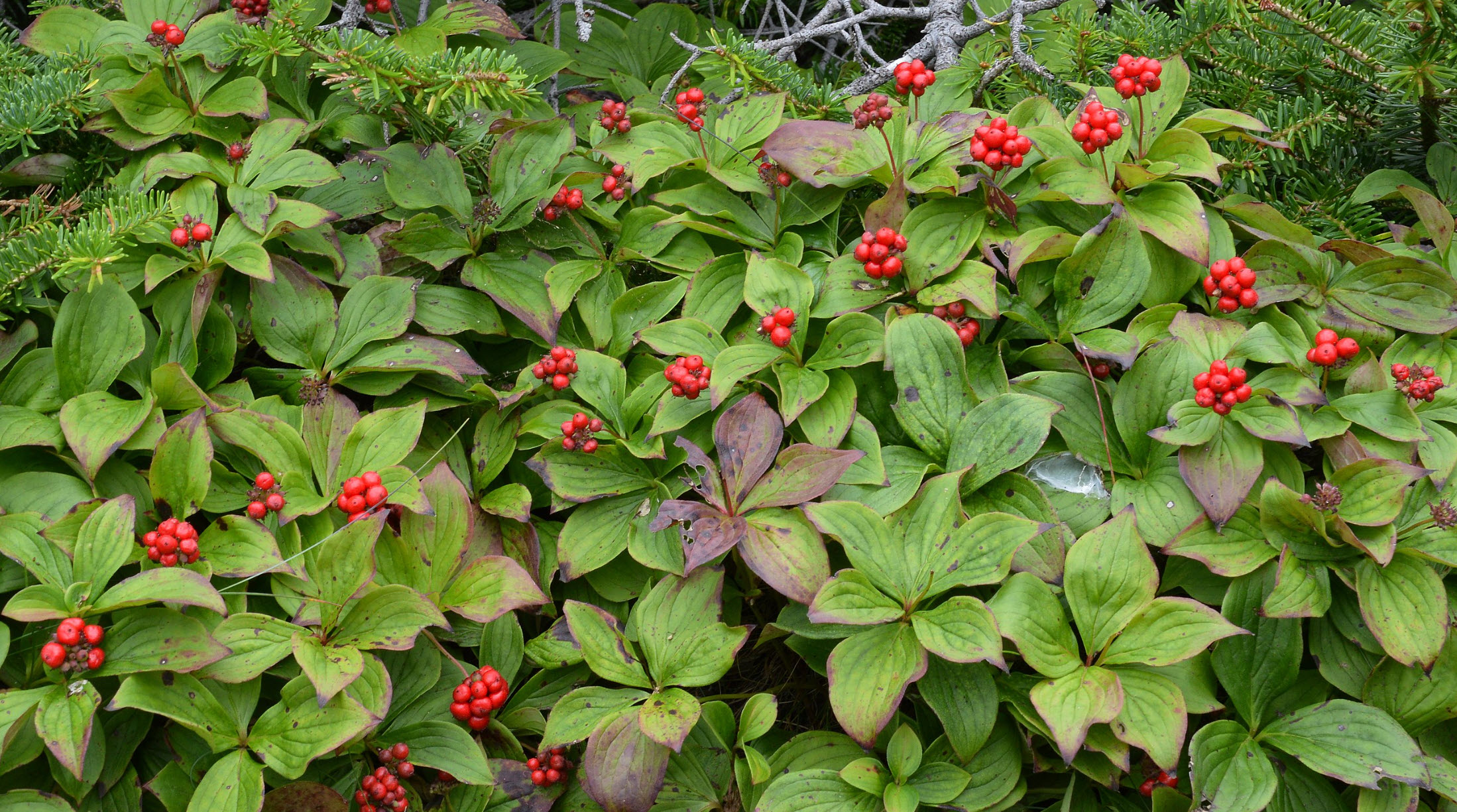Cornus canadensis - Bunchberry | PlantMaster