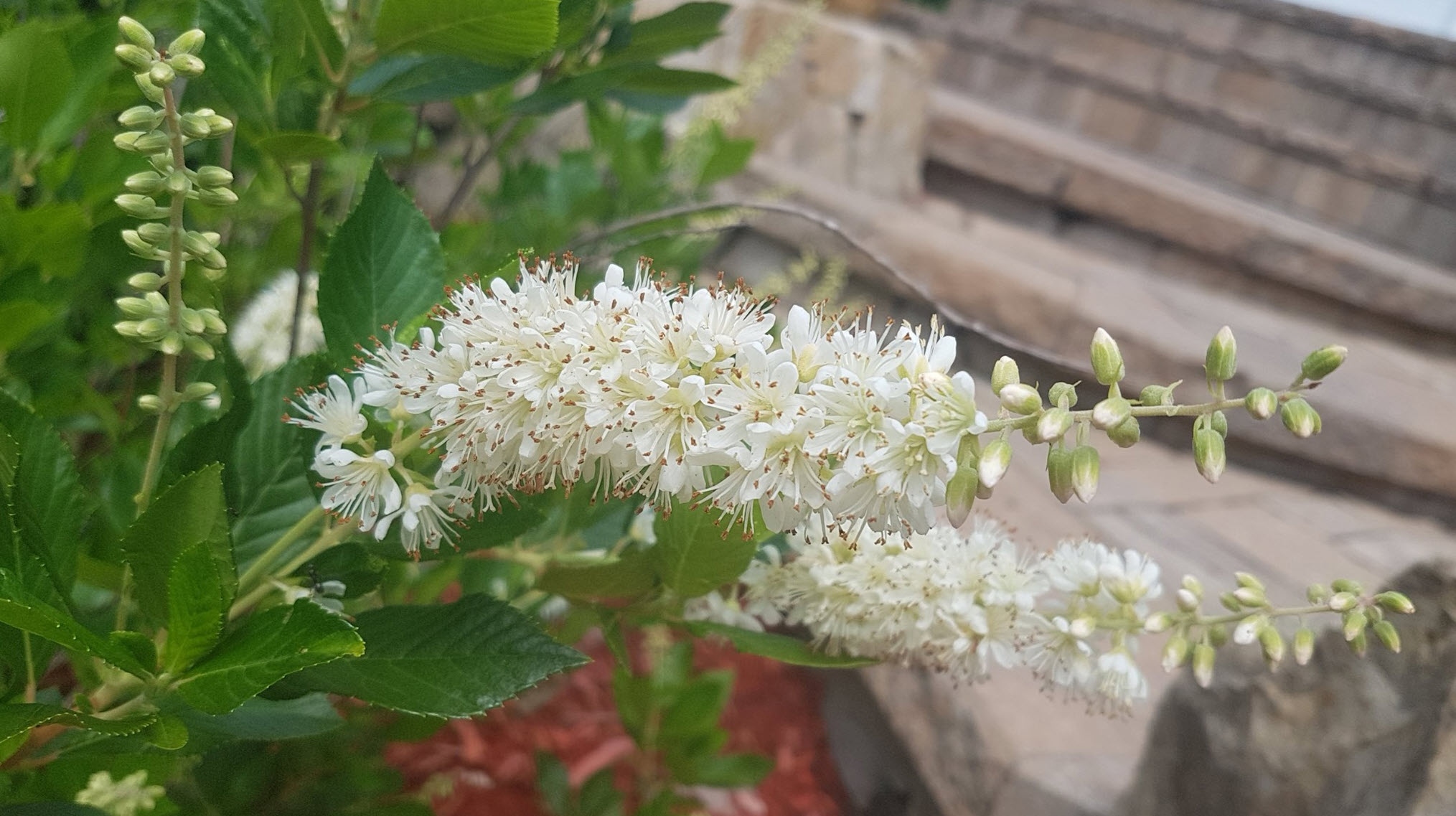 Clethra alnifolia 'Sixteen Candles' - Sixteen Candles Summersweet |  PlantMaster