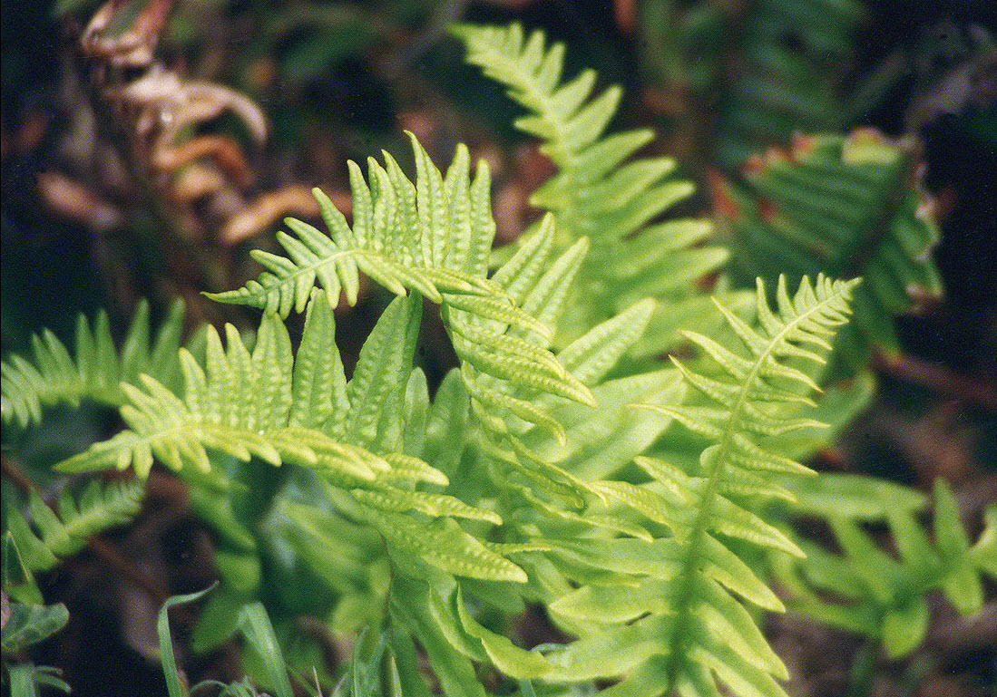 feather grass plant Mexican Feather Grass