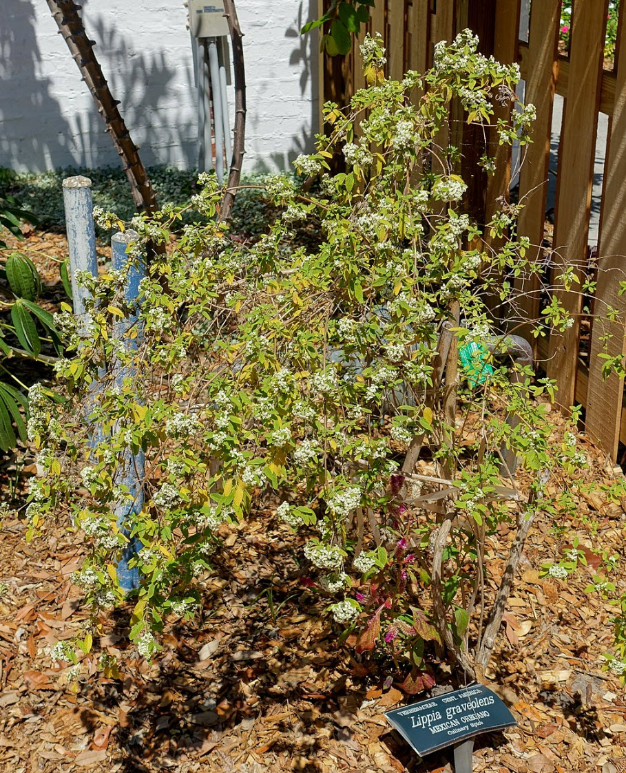 Lippia Graveolens - Mexican Oregano | PlantMaster