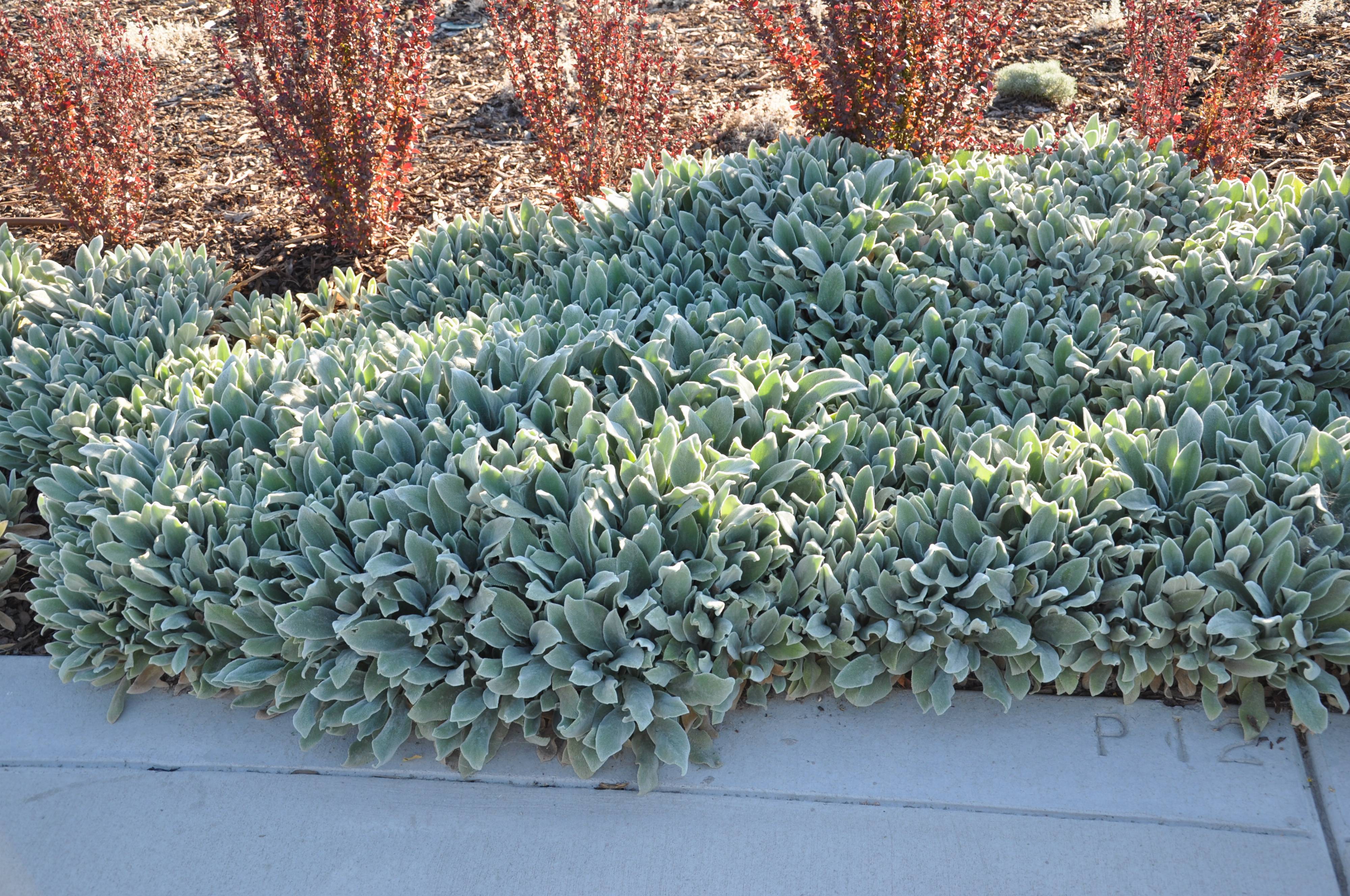 Чистец шерстистый Сильвер карпет