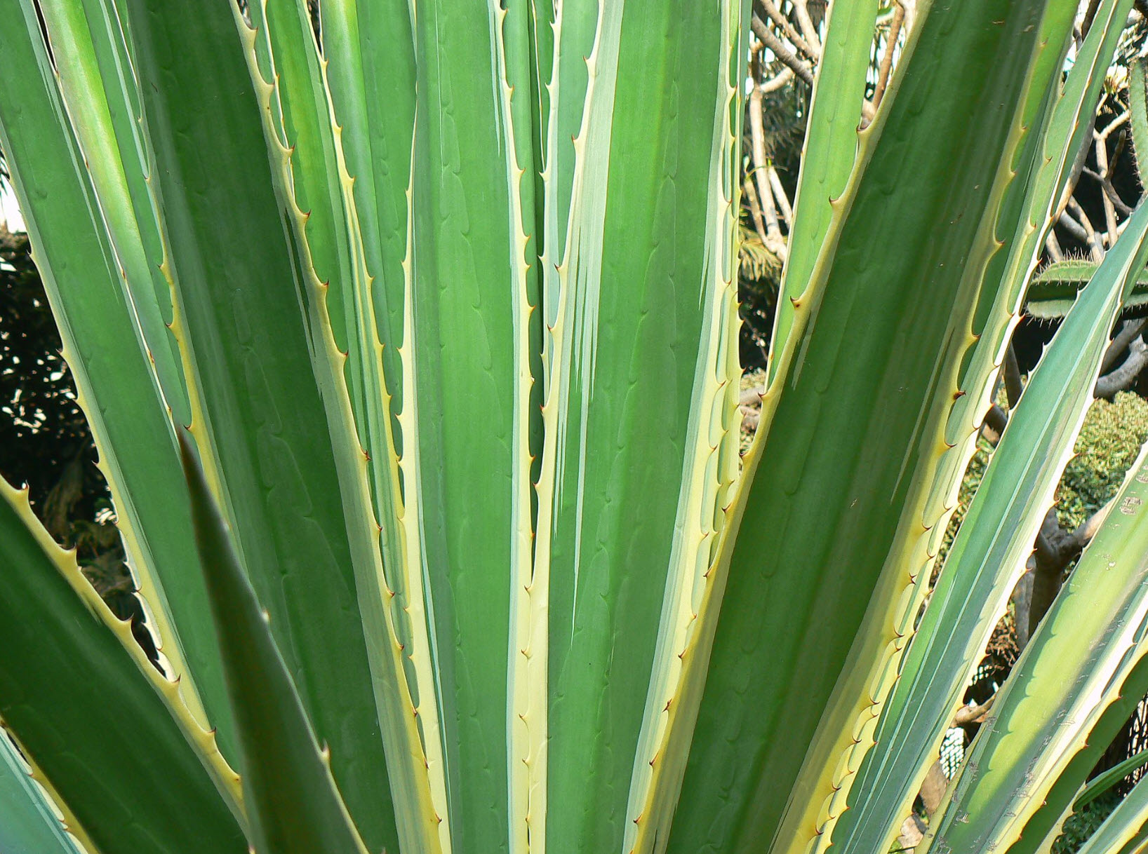 Furcraea selloa marginata - Variegated False Agave | PlantMaster