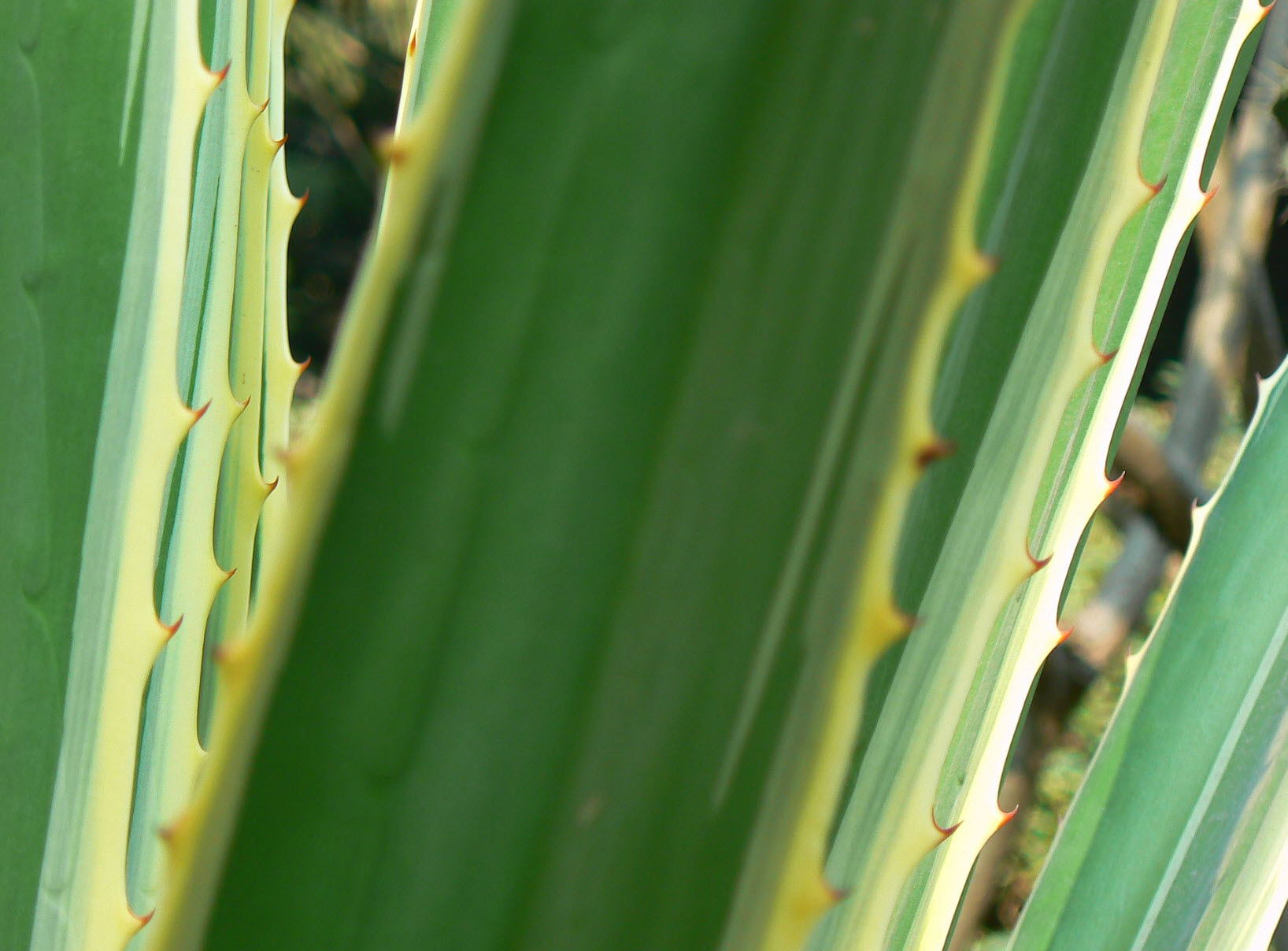 philodendron dragon tail vs rhaphidophora decursiva Rhaphidophora Decursiva // Dragon Tail // Grower’s Choice main image 1