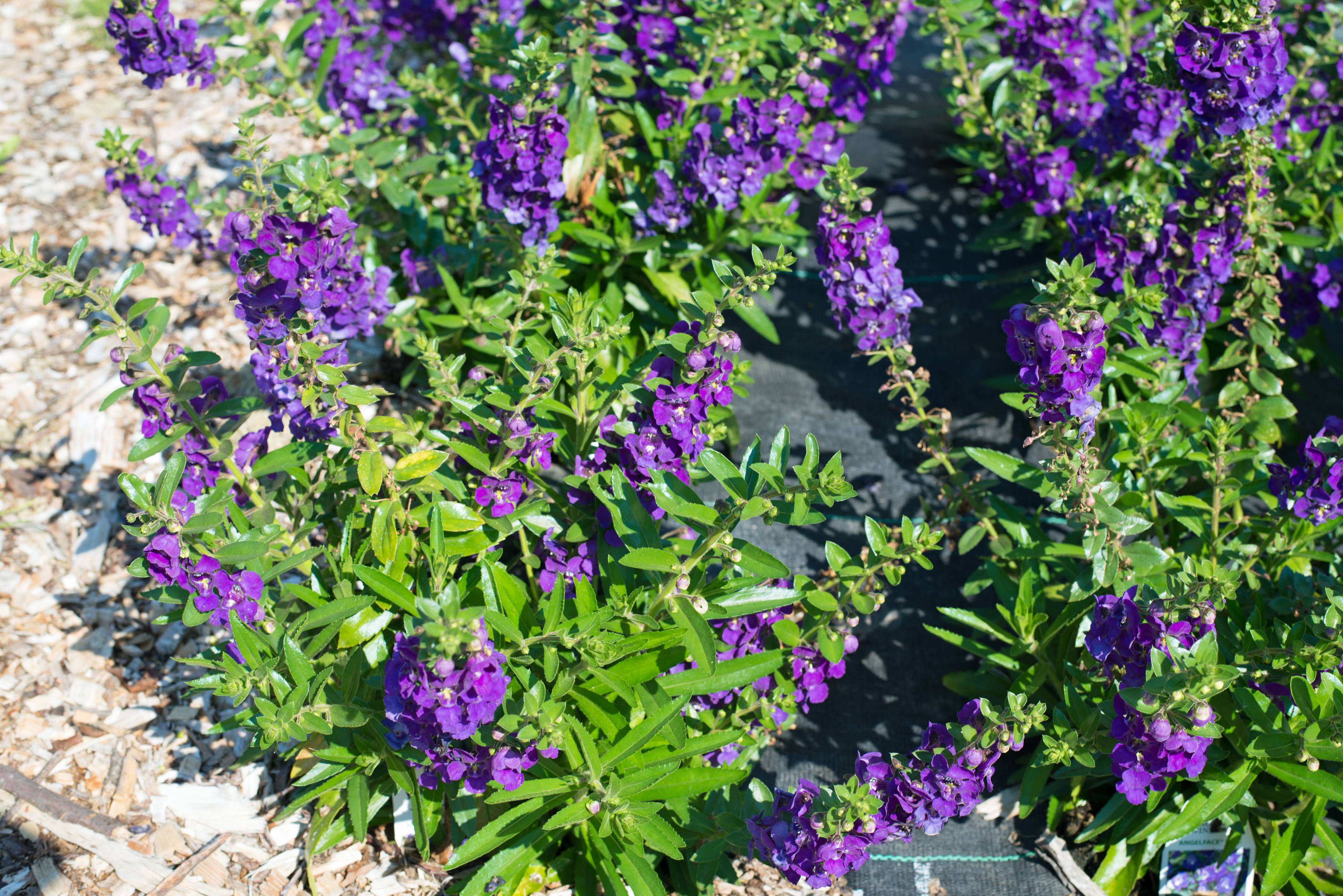 Angelonia angustifolia Blue Imp Blue Imp Angelonia PlantMaster