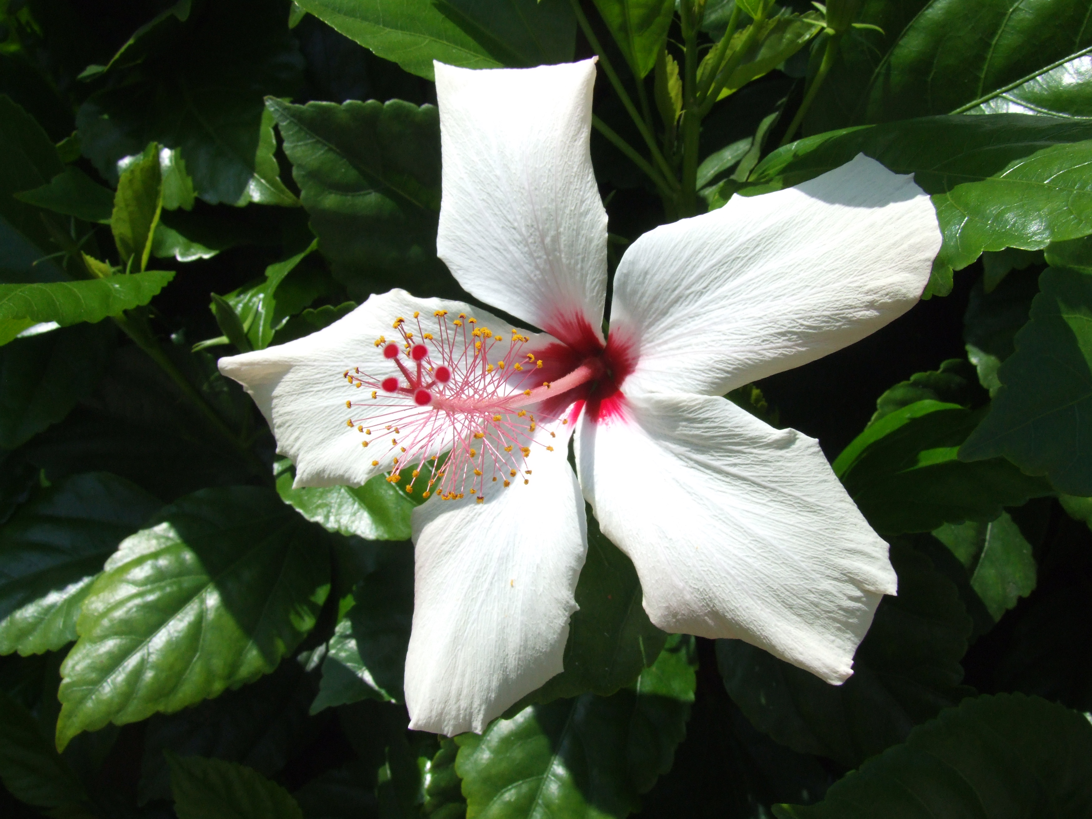 Гибискус Hibiscus Rosa sinensis Aloha Hawaii