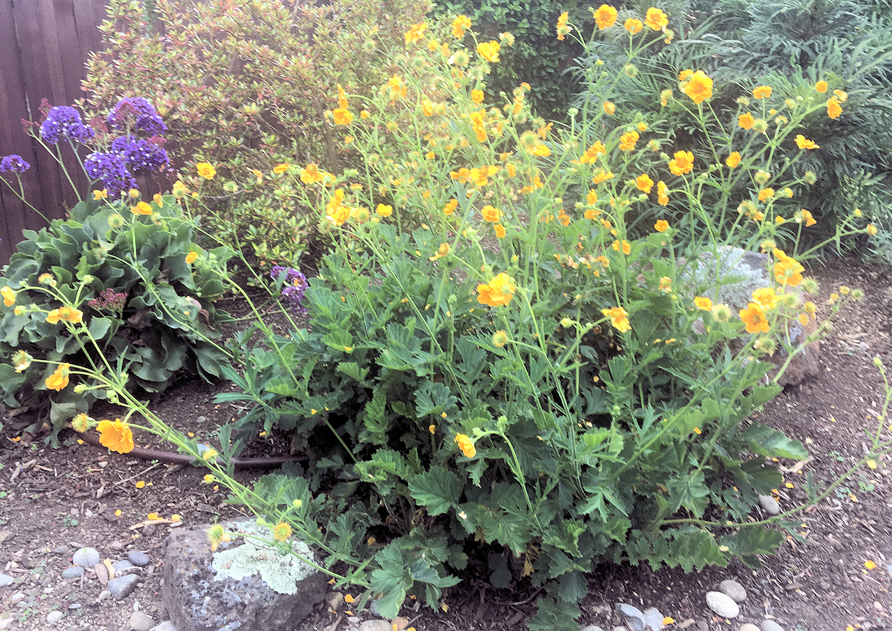 Geum 'Lady Stratheden' - Lady Stratheden Geum | PlantMaster