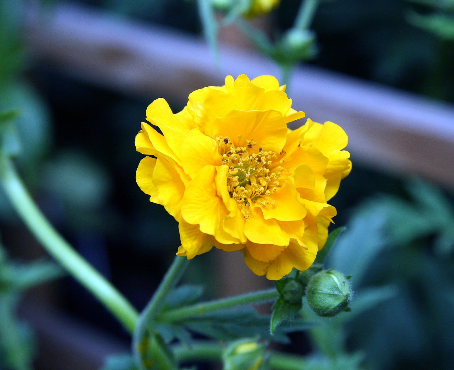 Geum 'Lady Stratheden' - Lady Stratheden Geum | PlantMaster