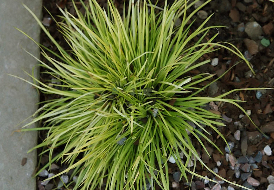 Acorus gra. 'Minimus Aureus' - Dwarf Golden Variegated Sweet Flag |  PlantMaster