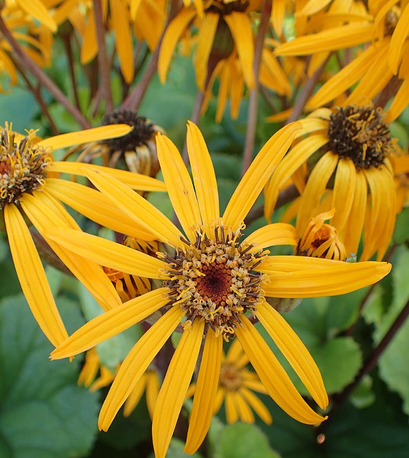 Ligularia dentata - Bigleaf Ligularia | PlantMaster