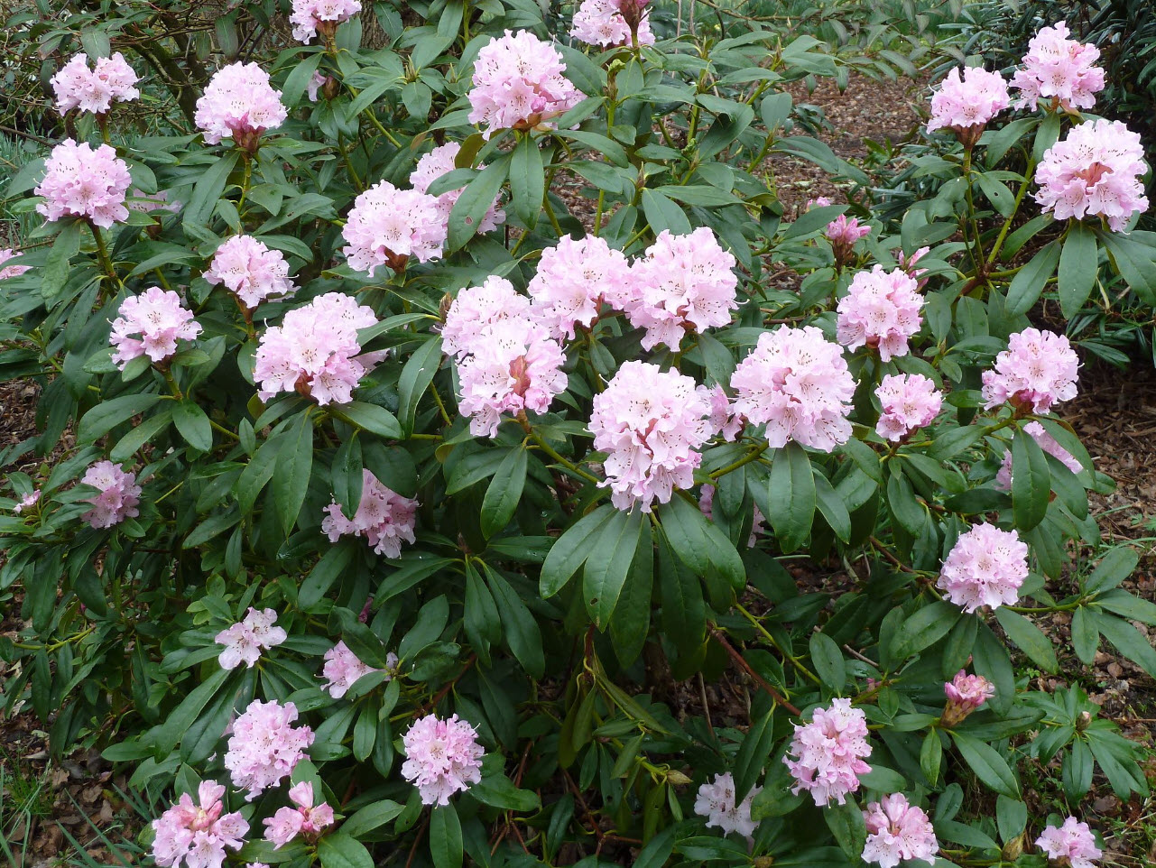 Rhododendron - Evergreen Rhododendron | PlantMaster