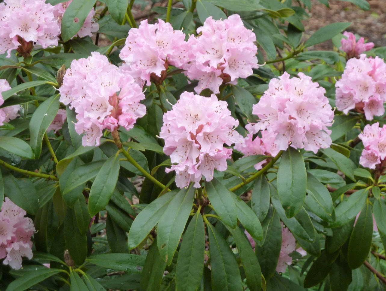 Rhododendron 'Christmas Cheer' - Christmas Cheer Rhododendron | PlantMaster
