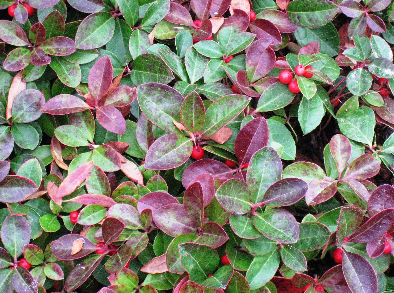 mealy sage plant Victoria Blue Salvia (Mealy Cup Sage) main image 1