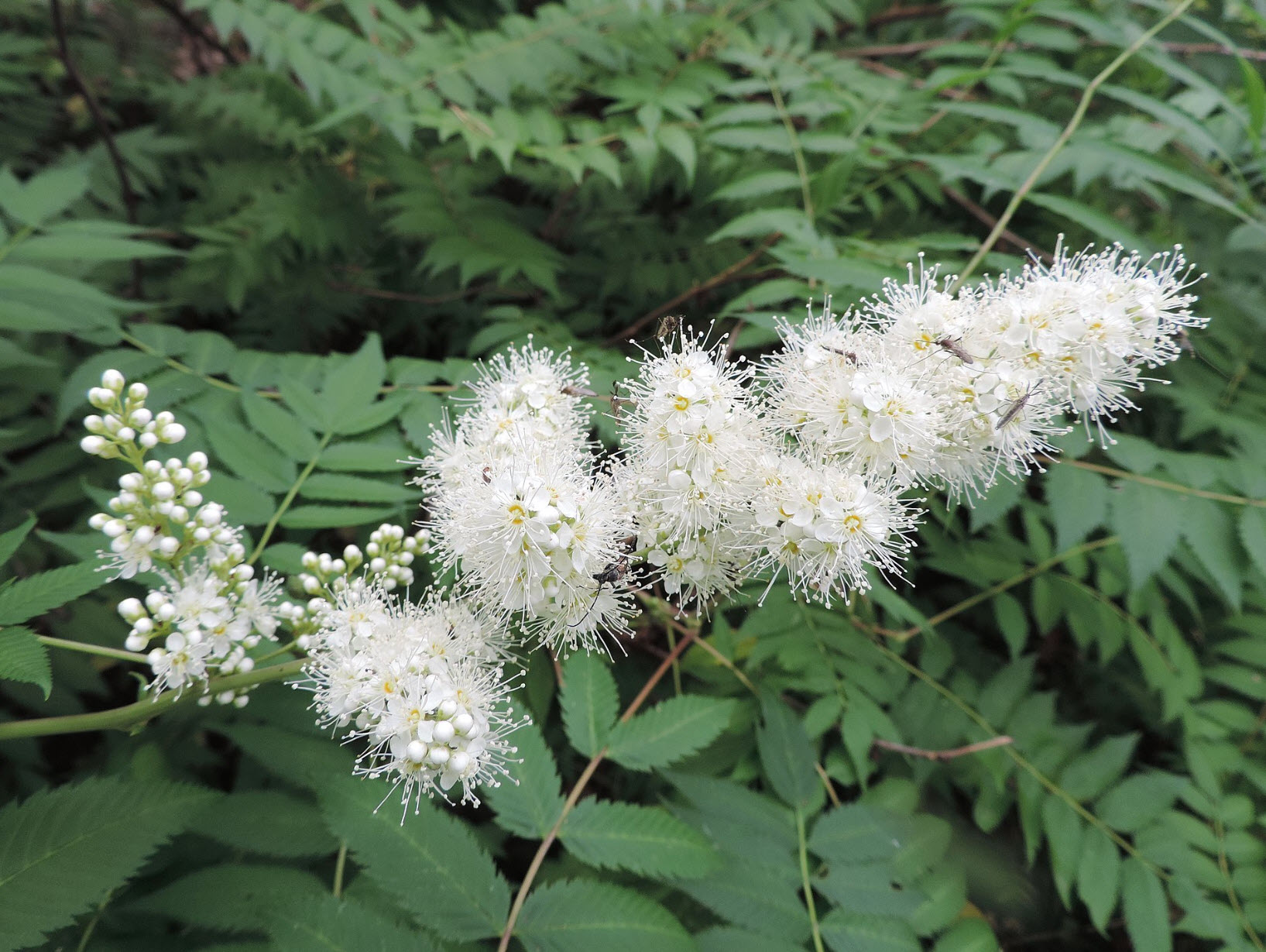 queen lace plant Dara Queen Anne's Lace Flower Seeds
