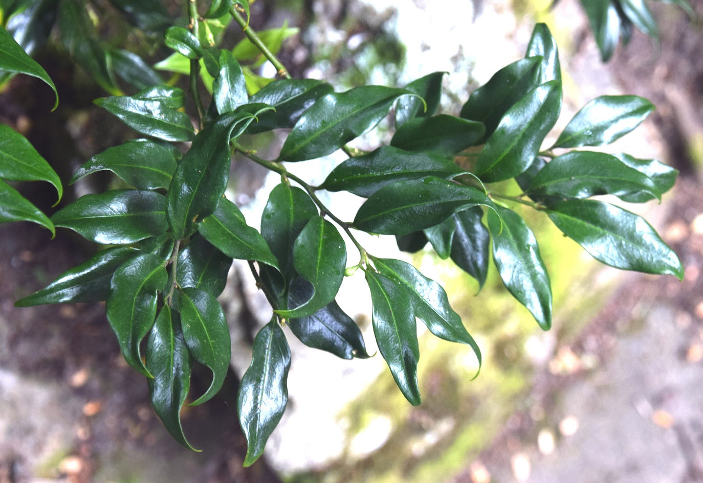 Sarcococca confusa - Tall Sarcococca | PlantMaster