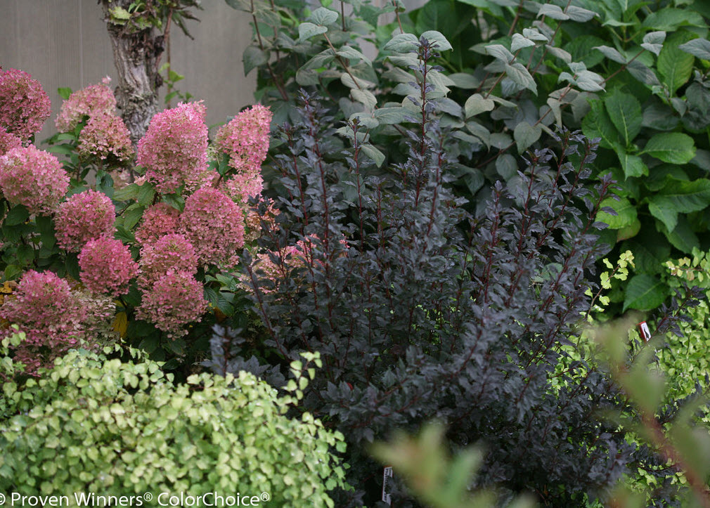 Physocarpus opulifolius 'Summer Wine' - Summer Wine™ Ninebark
