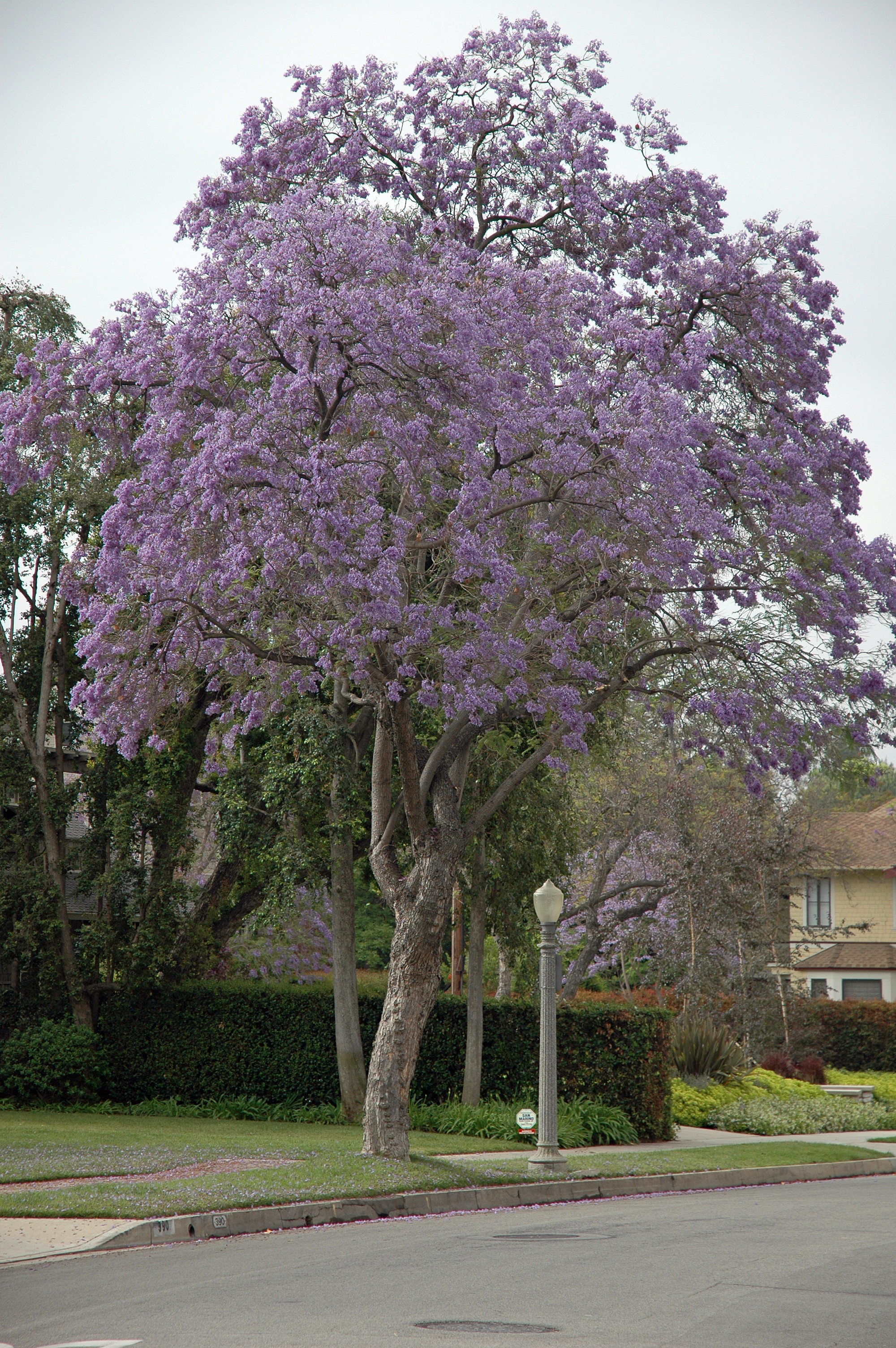 Jacaranda mimosifolia - Jacaranda | PlantMaster