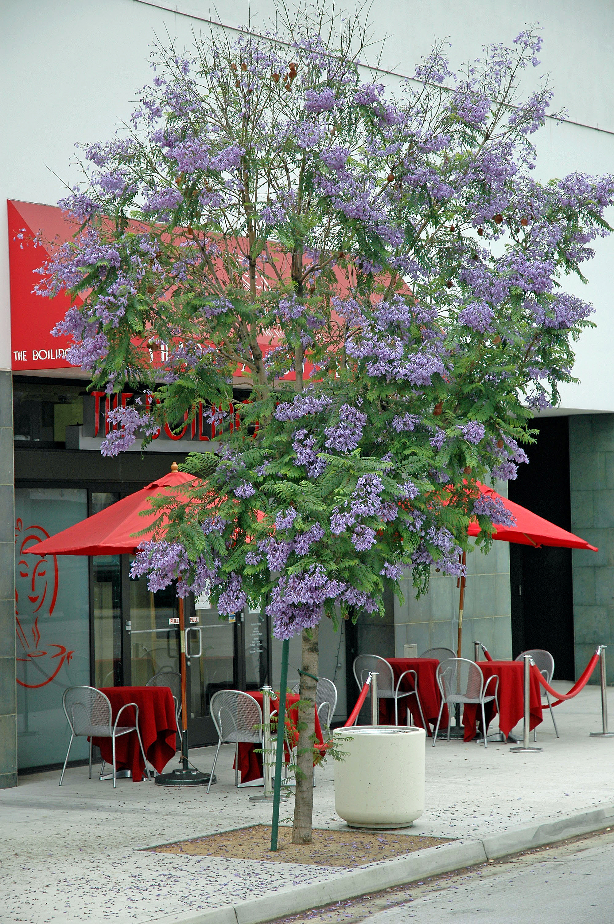 Jacaranda mimosifolia - Jacaranda | PlantMaster