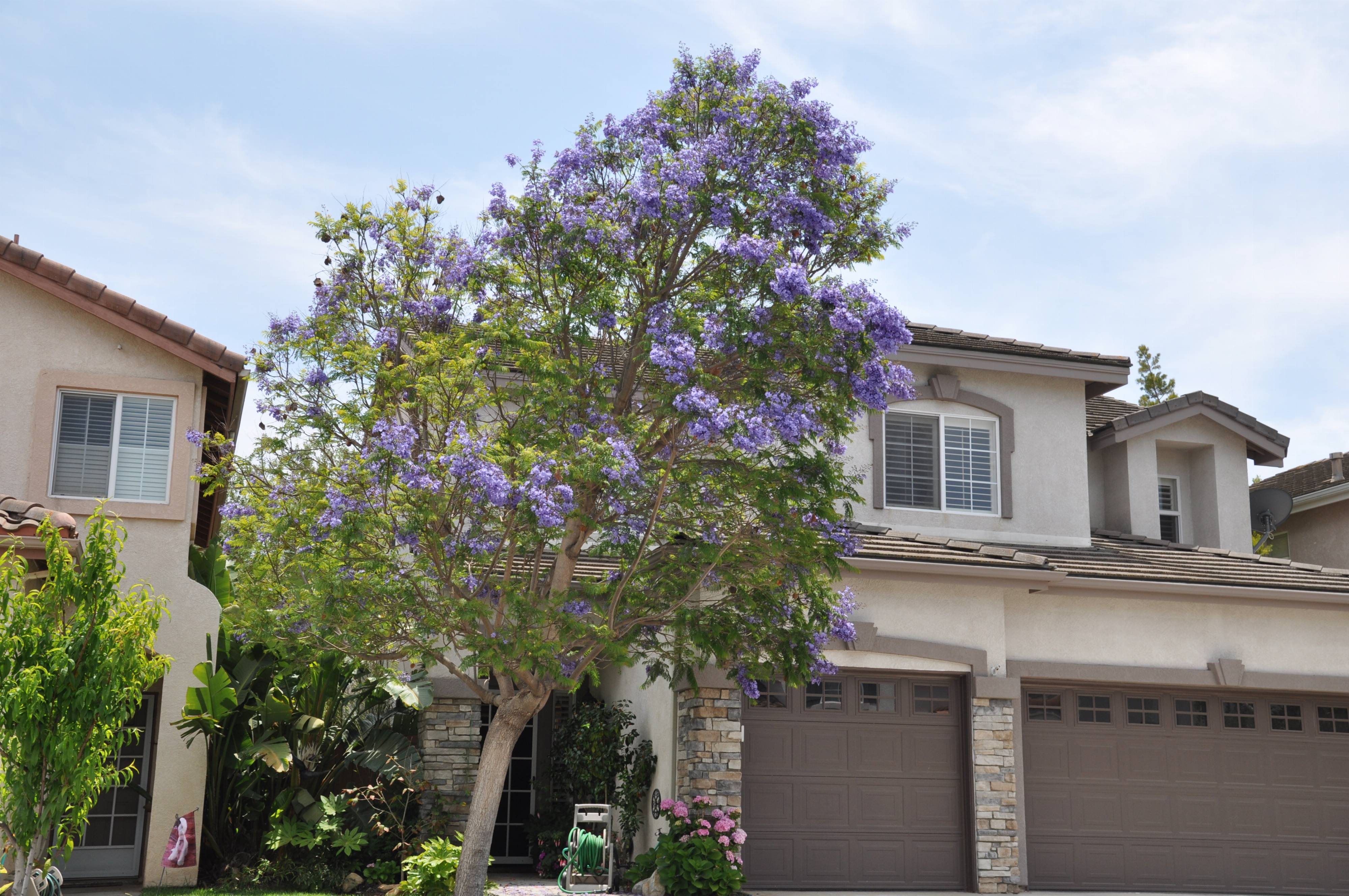 Jacaranda mimosifolia - Jacaranda | PlantMaster