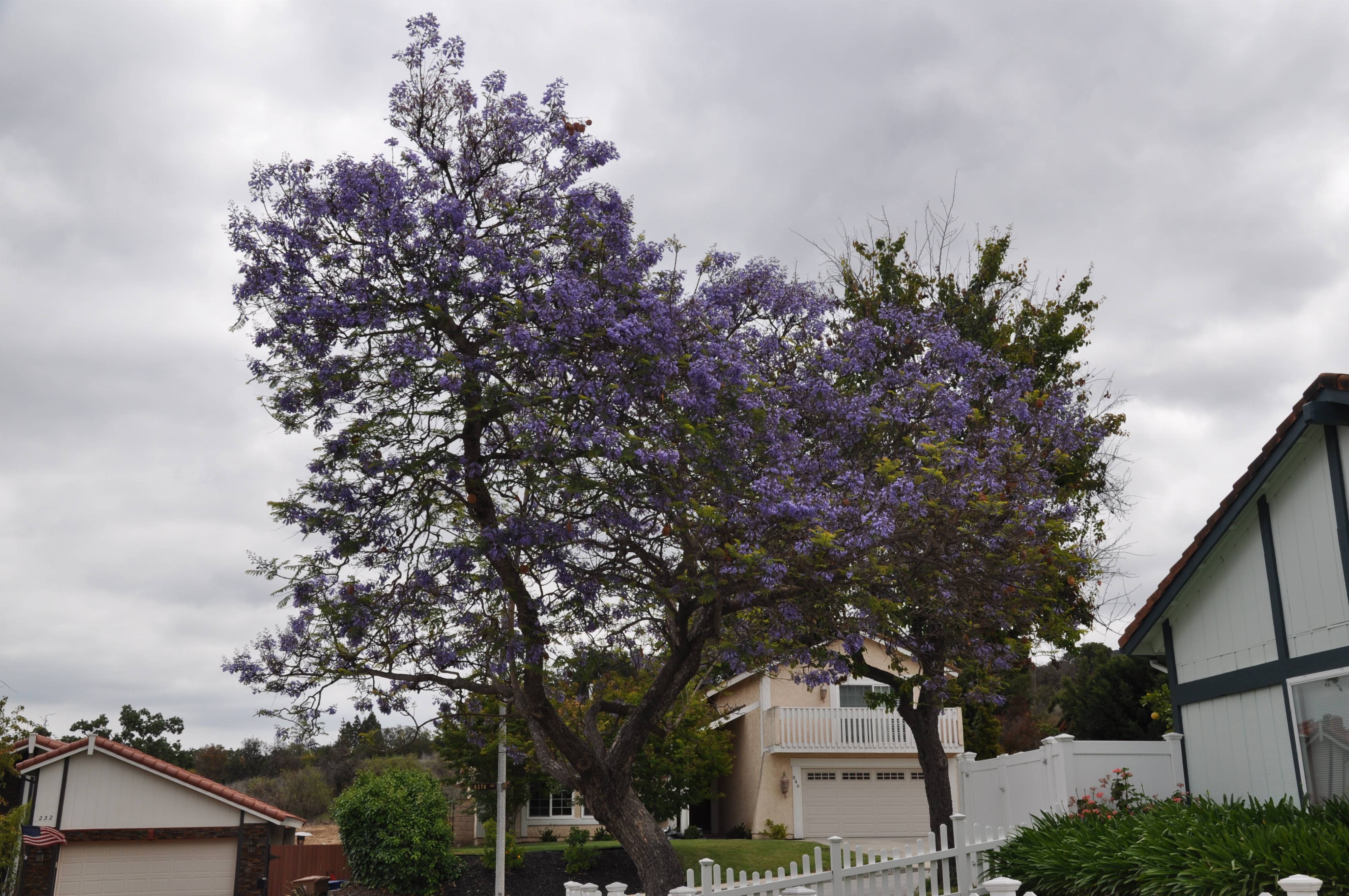 Jacaranda mimosifolia - Jacaranda | PlantMaster