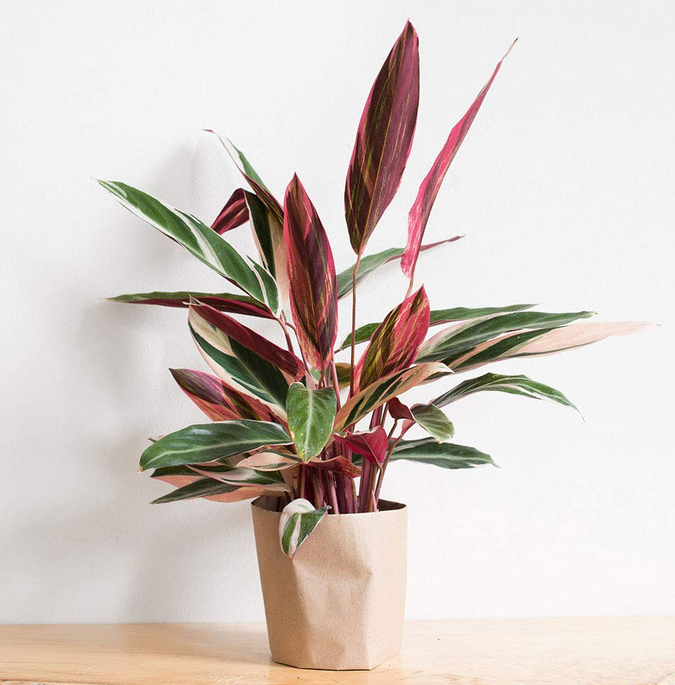 Stromanthe sanguinea 'Triostar' - Triostar Stromanthe | PlantMaster