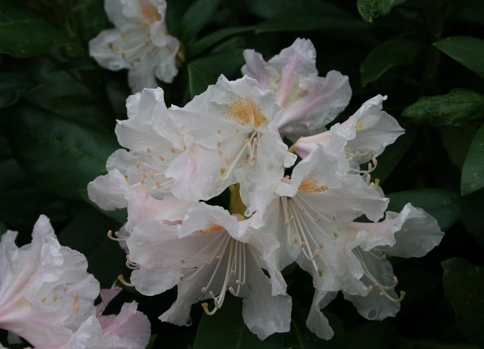 Rhododendron 'Cunningham's White' - Cunningham's White Rhododendron |  PlantMaster