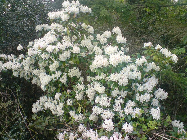 Rhododendron 'Cunningham's White' - Cunningham's White Rhododendron |  PlantMaster