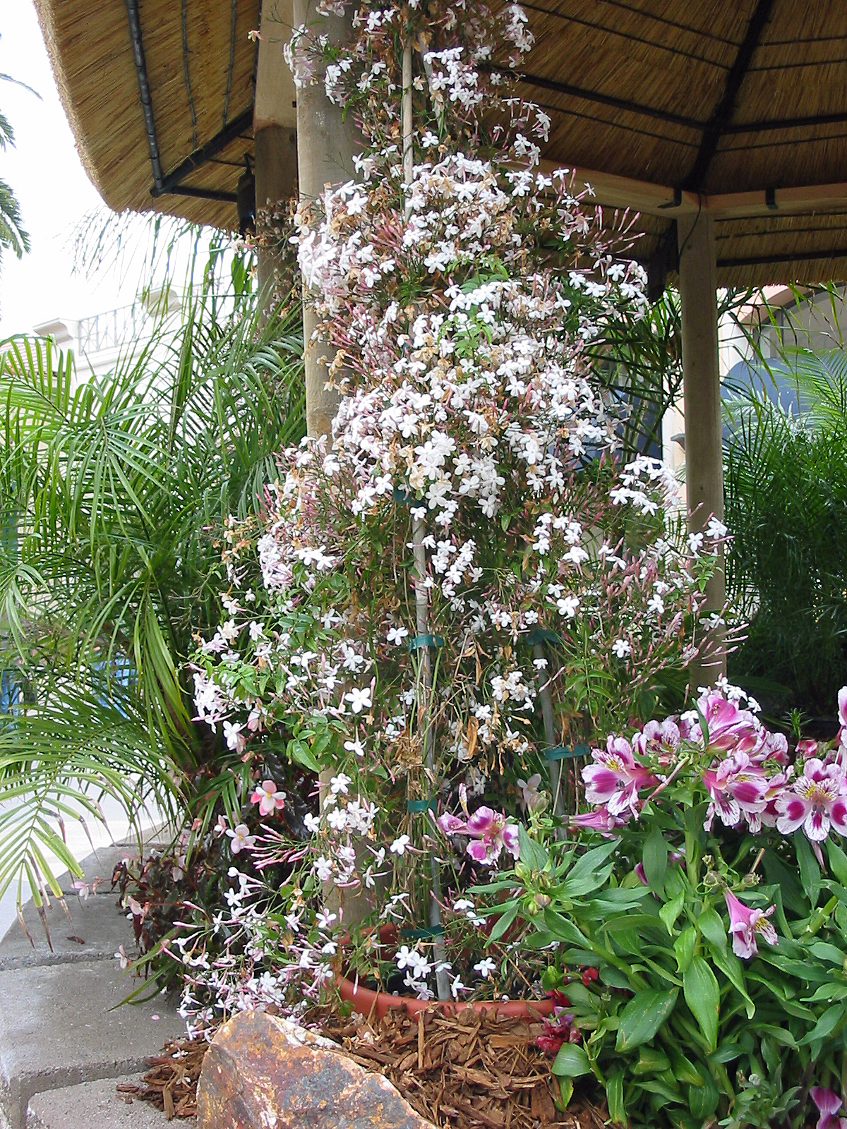 Hanging jasmine plant information