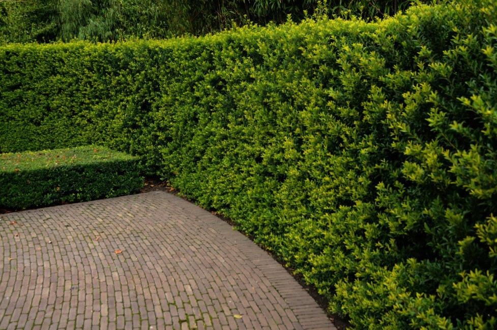 Ilex crenata green hedge discount