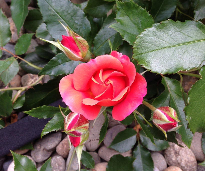 Rosa 'Disneyland' - Disneyland Rose | PlantMaster