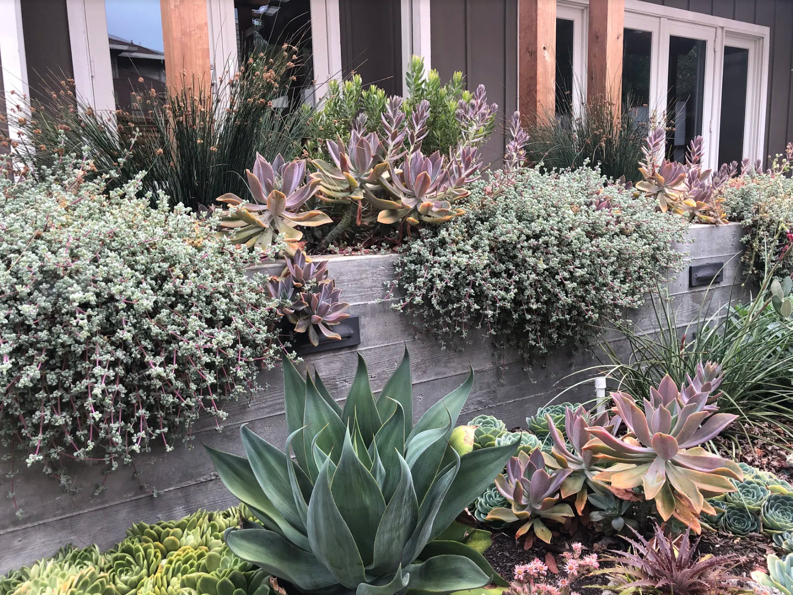 Graptoveria 'Fred Ives' - Fred Ives Echeveria | PlantMaster
