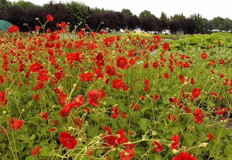 bellis perennis plant 100 RED ENGLISH DAISY Bellis Perennis Double Flower Seeds main image 0