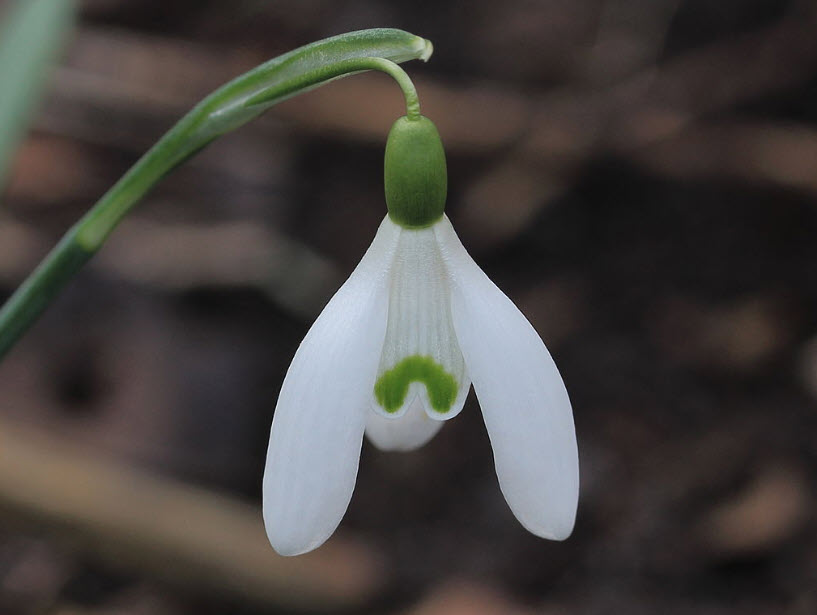 Galanthus nivalis - Snow Drop | PlantMaster