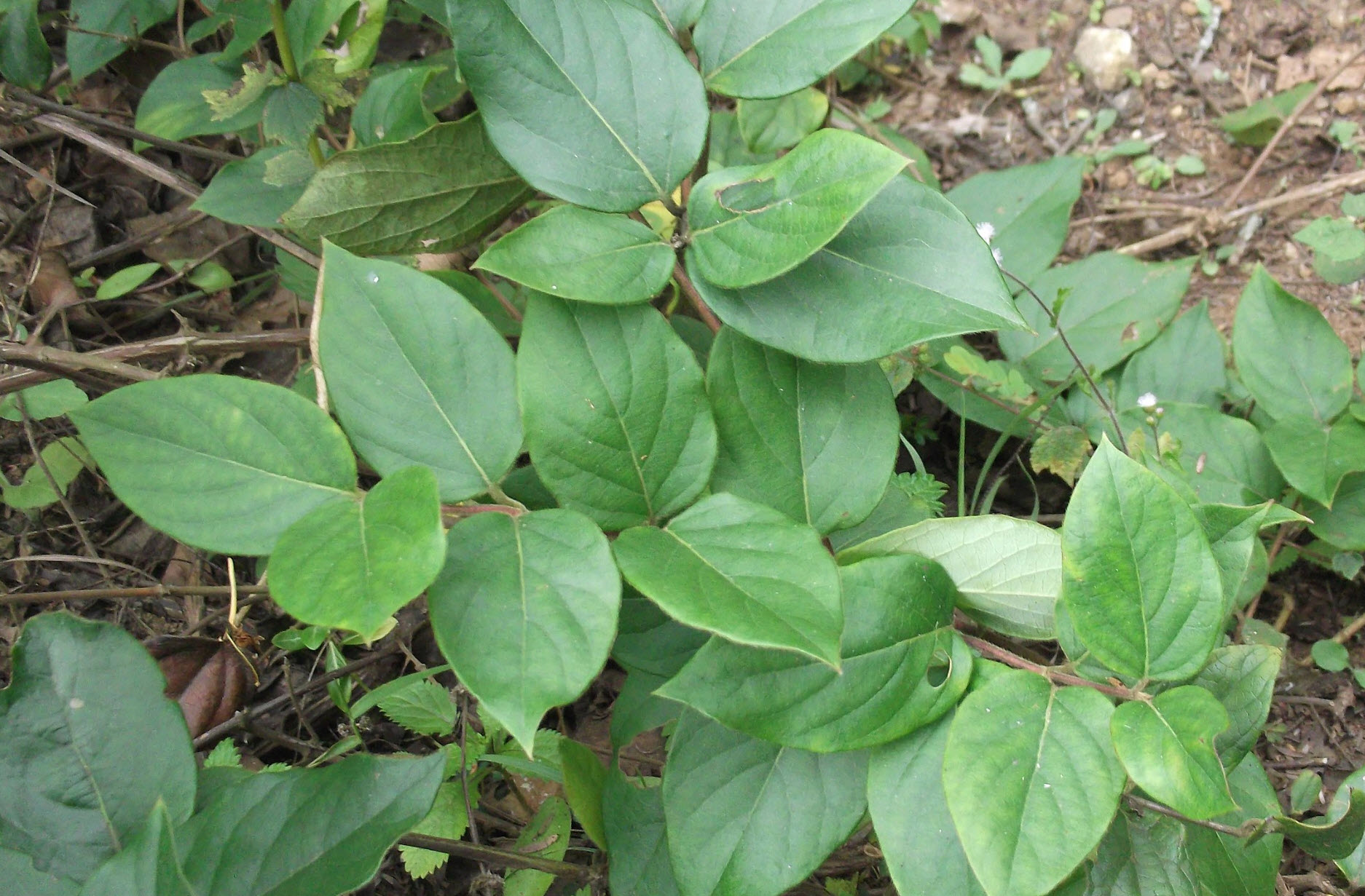philodendron giganteum Reverted Philodendron Giganteum Variegated